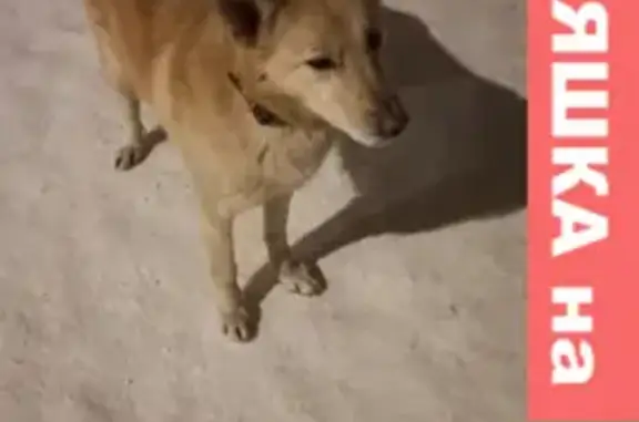 Найдена собака на ул. Кузнецова, 98, Иваново