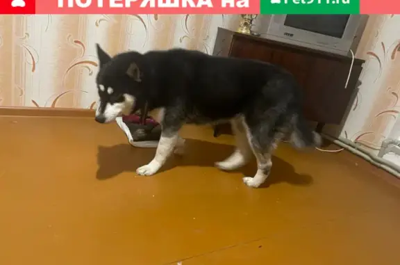 Пропала собака Гау на улице Советской 7