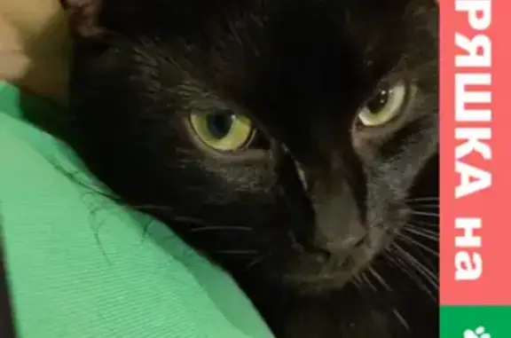 Кошки потеряшки, Санкт-Петербург, фото: Потеряшка кошка Мурзик, аллея Котельникова 20.12, СПб.