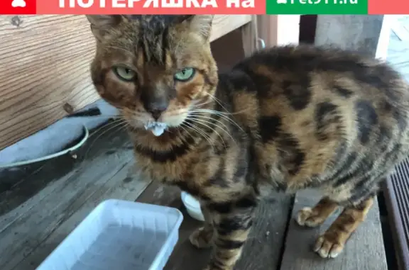 Прекрасный домашний кот найден в Пос. Марушкинское, Власово