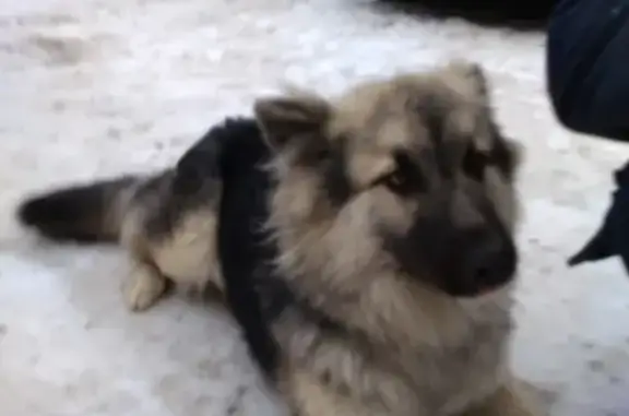 Найдена собака, Москва, фото: Найдена собака: Маршала Савицкого, 22, Москва