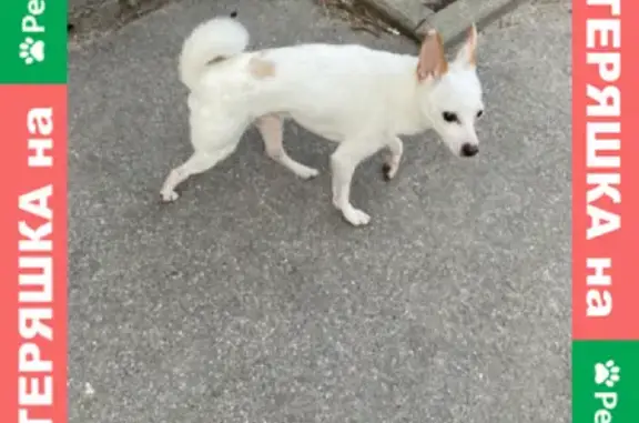Найдена собака на ул. Богдана Хмельницкого в Калининграде