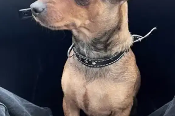 Найдена собака в Химках, у Ленинградского шоссе
