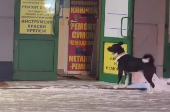Найдена собака на ул. Октябрьская 36 в Москве