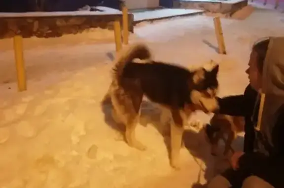 Найдена собака Мальчик возле отеля Романовский, Воронеж