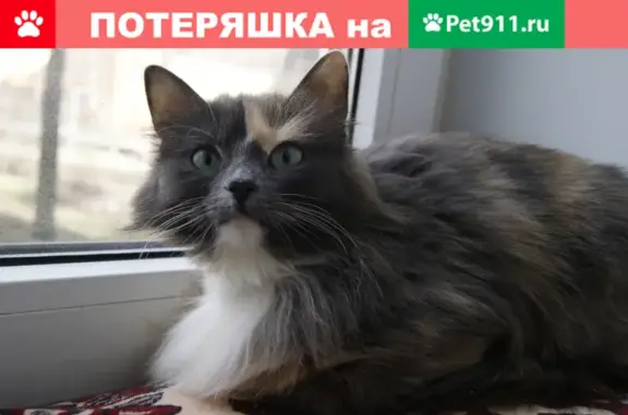 Пропала кошка в Балашихе, рядом с озером Бисерово