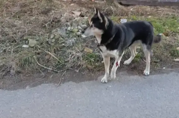 Собака с раной на лапе найдена на Старопрегольской набережной, Калининград.