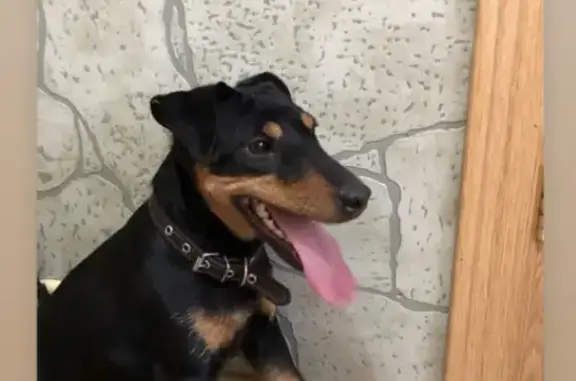 Собака Ягдтерьер с пораненной лапкой найдена на Плодородной, 24 (ФМР)