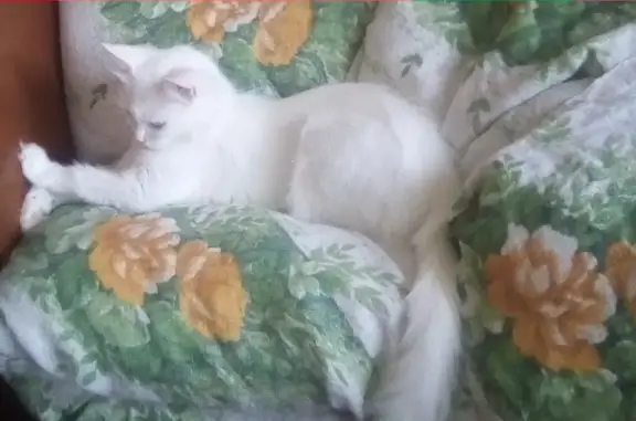 Пропала кошка, найдена на Севастопольской 26