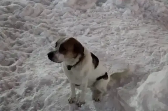 Собака найдена на ул. Гагарина, 7 в Туле.