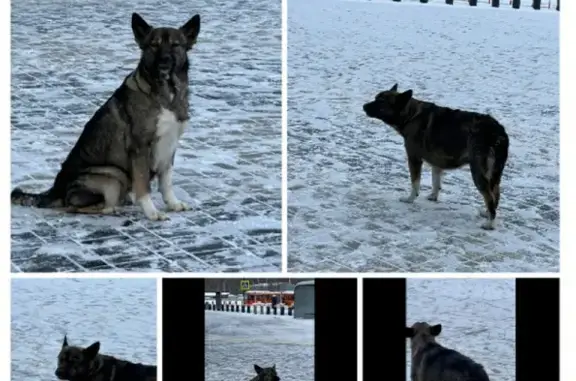 Собаки потеряшки, Нижний Новгород, фото: Потеряшка собака Помесь Маламута по адресу: аэропорт, АЗС и поселки Гнилицы, Нагулино в Н. Новгороде
