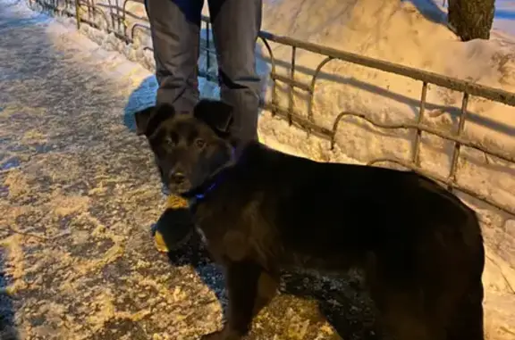 Собака на Планерной, Москва.