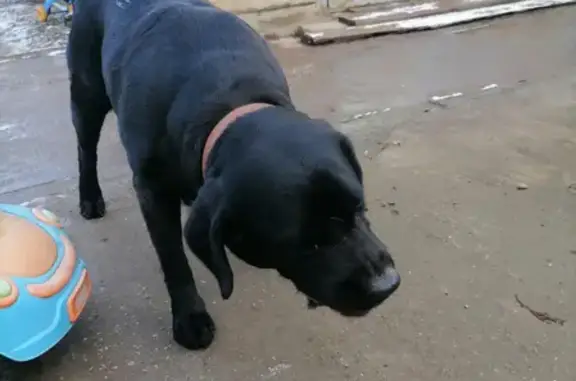 Пропали две стерилизованные собаки в Краснодаре