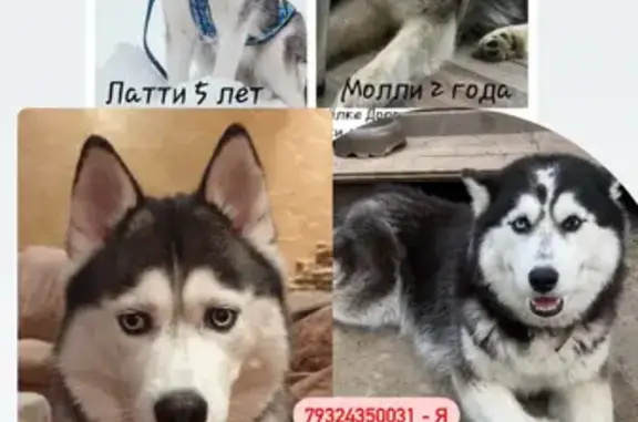 Пропала двойная собачья любовь в Дорожном (Сургут)