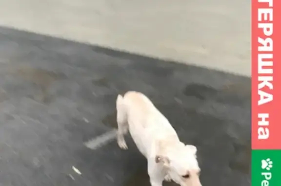 Собака с розовым ошейником ищет хозяина возле метро Щелковская (Щёлковское шоссе, 75)
