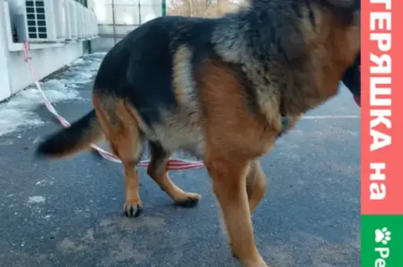 Собака найдена у ЛЕРУА МЕРЛЕН на Петергофском шоссе
