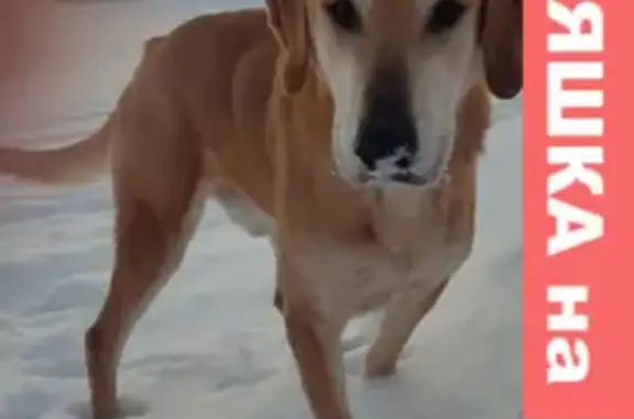 Найдена собака в Большом Самовце, Грязинский район, Липецкая область