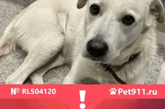 Объявления о пропавших и найденных животных, Ульяновск, фото: Пропала собака в районе Розы Люксембург, звоните по телефону.