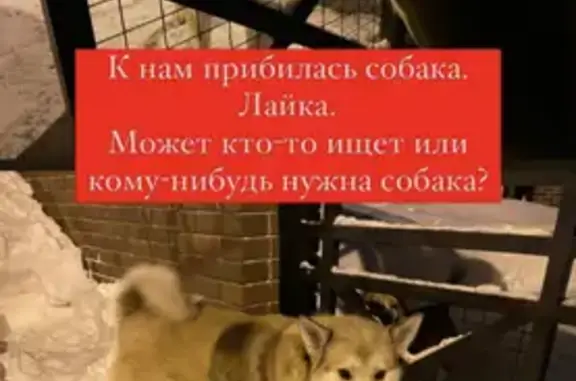 Найдена собака на Каштановой, 32