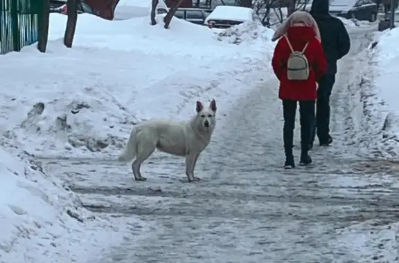 Найдена собака на Люблинской улице, Москва