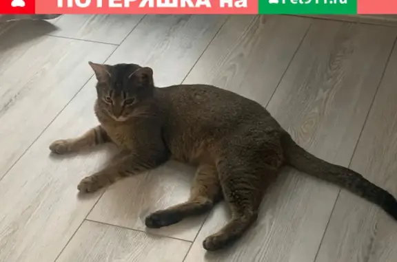 Кошка найдена на Дмитровском шоссе