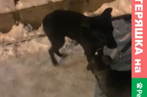 Найдена собака на ул. Стаханова, 10 в Липецке
