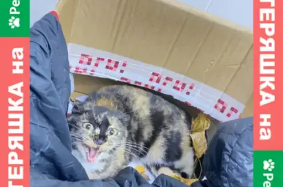 Найдена кошка с перебитыми лапами возле дома на улице Каховка