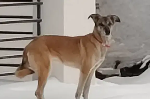 Найдена собака в Тропикана парк, Зеленоград