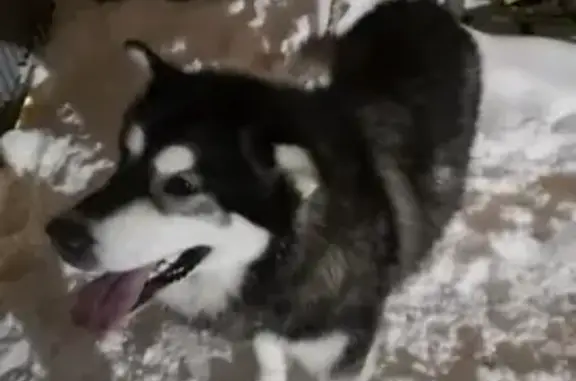 Найдена собака в Петрушино, Ленинский район