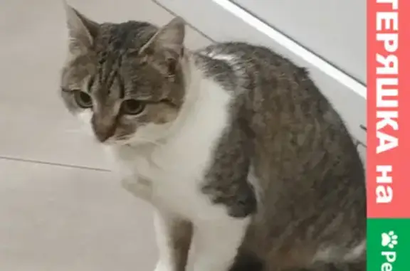 Найдена кошка на пр. Чекистов, 4 в Краснодаре