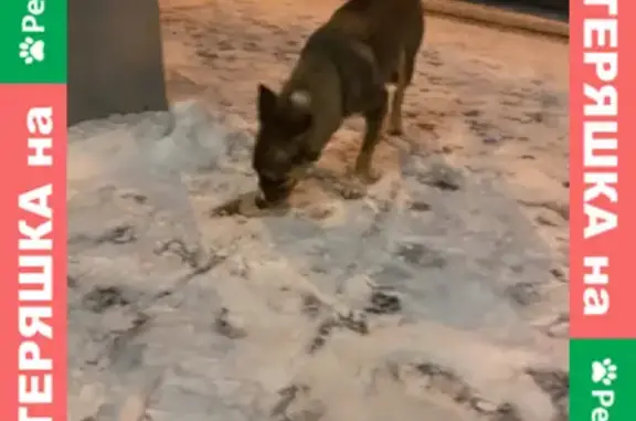 Собака найдена на Клязьминской 17, Москва