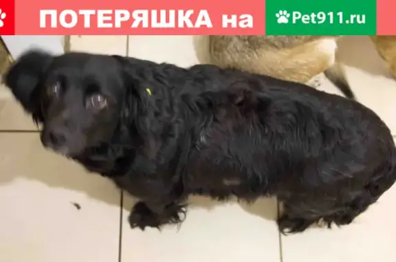 Пропала собака на ул. М. Расковой, г. Энгельс, вес 10-12 кг, черная с желтой клипсой в ухе.
