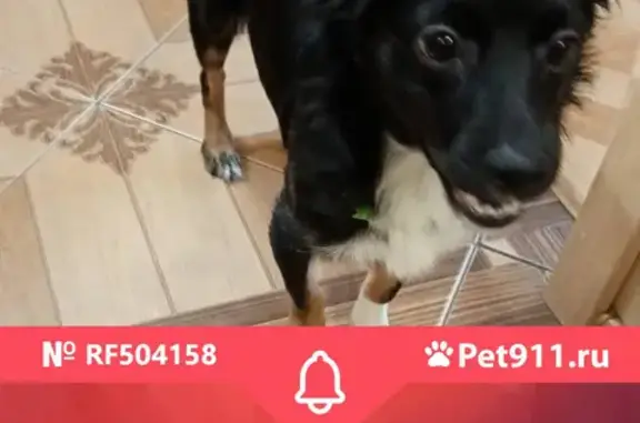Потерянная собака найдена на Огородной, Подольск