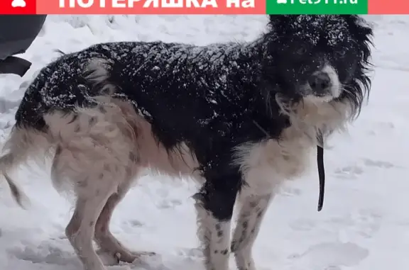 Собака Мёрзла найдена на Большой Набережной, 5 (Москва)