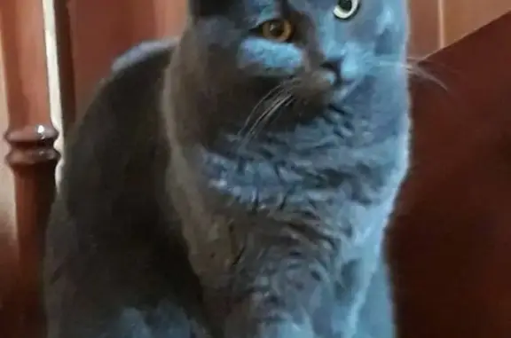 Кошки потеряшки, Санкт-Петербург, фото: Потеряшка кошка Симона, Британская порода, Берёзовая аллея 30