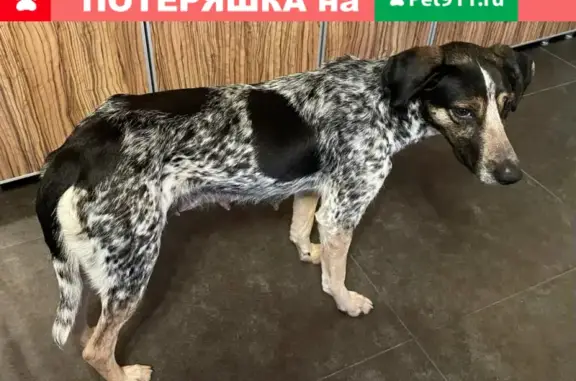 Найдена собака в Ольгинке, ищем хозяина!