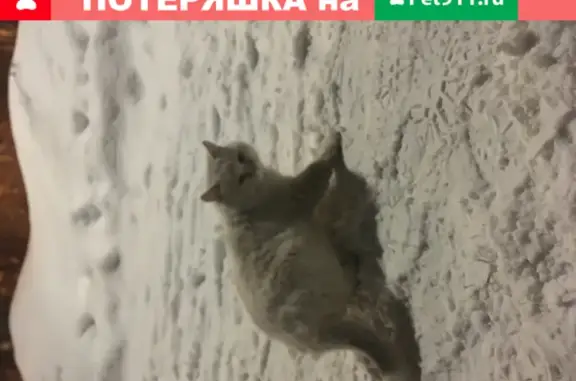 Найден кот в посёлке Барвиха, белая шерсть, не кастрированный.