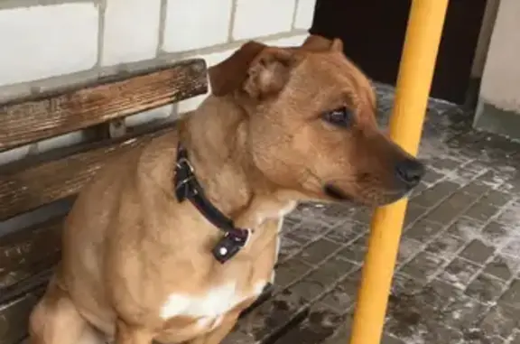 Пропала собака в Волжском, с ошейником