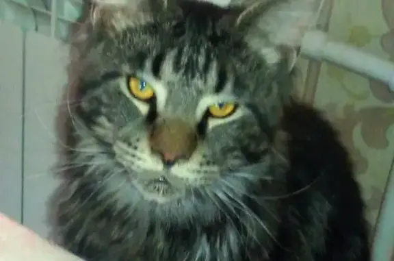 Кошки потеряшки, Ижевск, фото: Потеряшка кот в районе рабочего посёлка, Почтовая улица, Ижевск