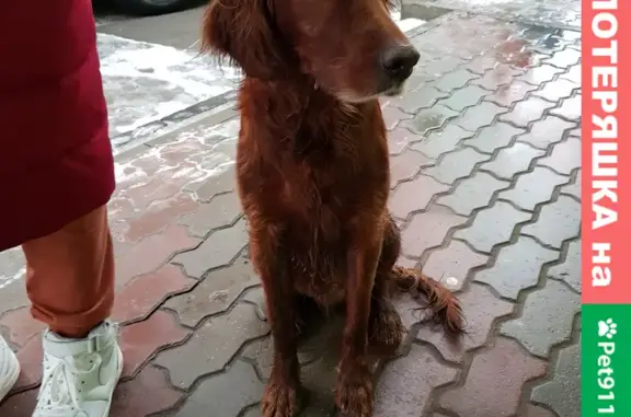 Найденные животные Ростов-на-Дону, фото: Найден хороший мальчик на Крепостном рынке