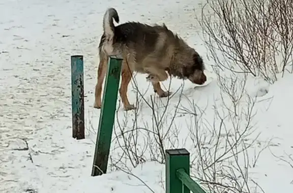 Найдена собака на Химмаше, Екатеринбург