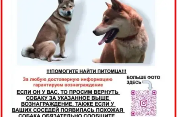 Пропала собака в МО, Чеховский район - кобель шиба ину