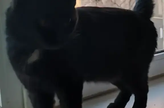 Найден домашний котик в Оренбурге