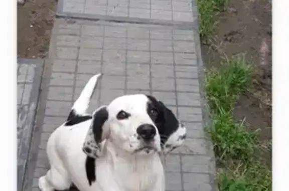 Объявления о пропавших и найденных животных, Ульяновск, фото: Пропала собака в Ульяновске на Первомайской, 31