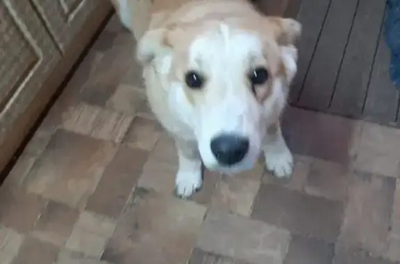 Найдена собака в поселке Войново-Гора, ищет хозяев.