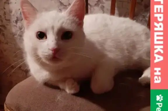 Найдена белая кошка в Казани, проезд Шейнкмана 12