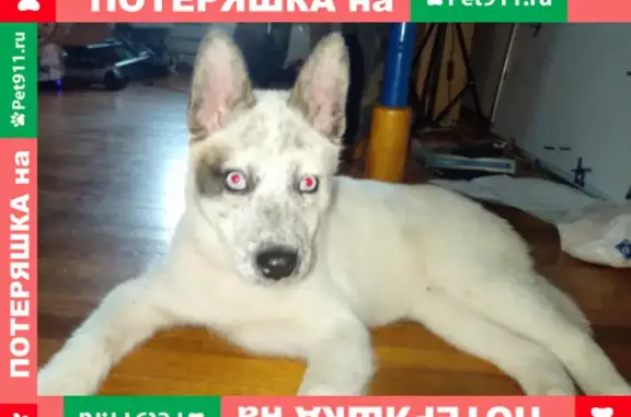Найден щенок хаски или лайка на улице Гоголя 37