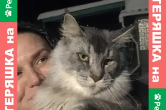 Кошки потеряшки, Ульяновск, фото: Потеряшка кот породы мейн кун на ул.Старосельдинской, Ульяновск