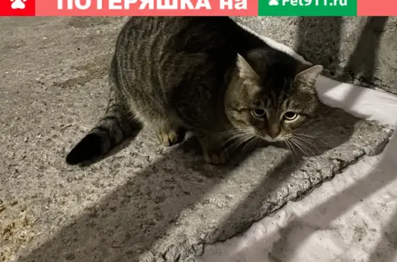 Найдена кошка на ул. Достоевского 9 в Тюмени