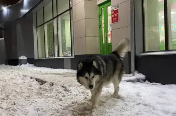 Найдена собака, Казань, фото: Найдена собака на ул. Рабочей Молодёжи, Казань